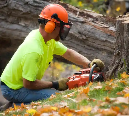 tree services Jumpertown